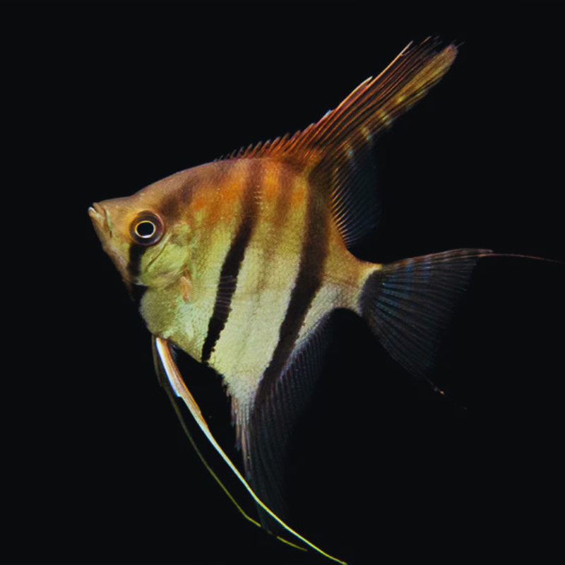 Manacapuru Angelfish Dee's Aqualife