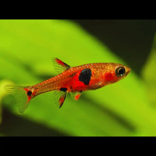 Strawberry Rasbora " Boraras naevus" Dee's Aqualife