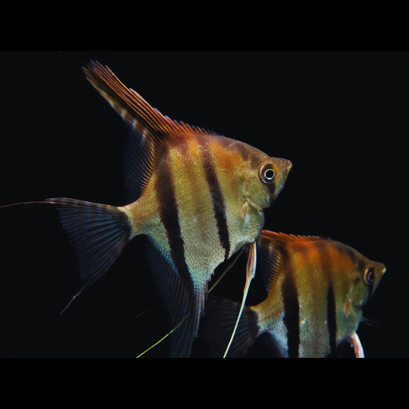 Manacapuru Angelfish Dee's Aqualife