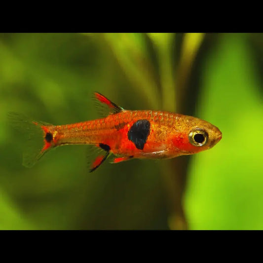 Strawberry Rasbora " Boraras naevus" Dee's Aqualife