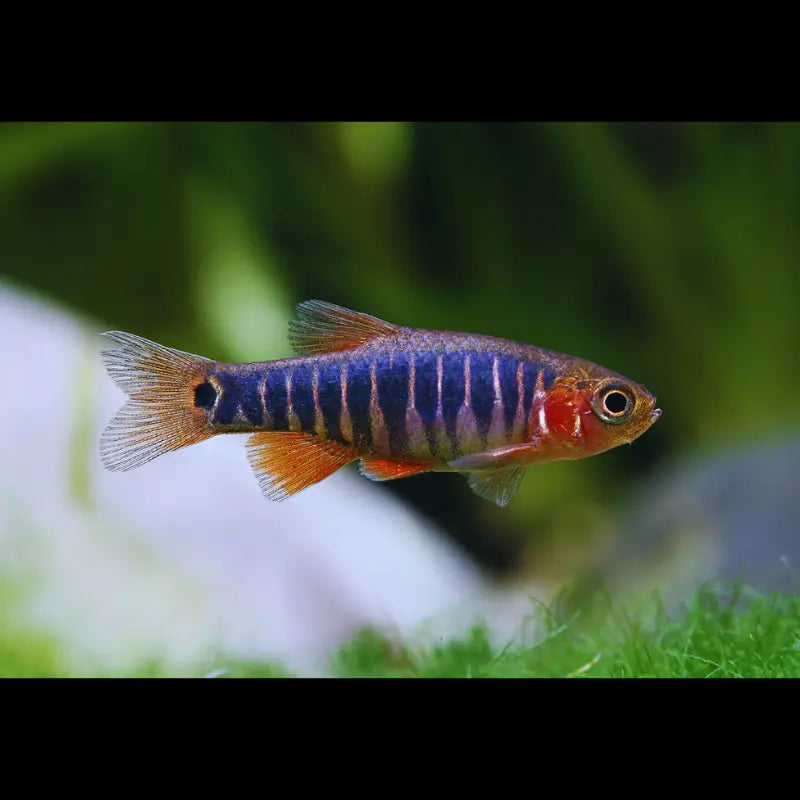Emerald Dwarf Rasbora -  Erythromicron Dee's Aqualife