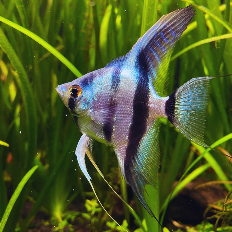 Blue Zebra Angelfish Dee's Aqualife