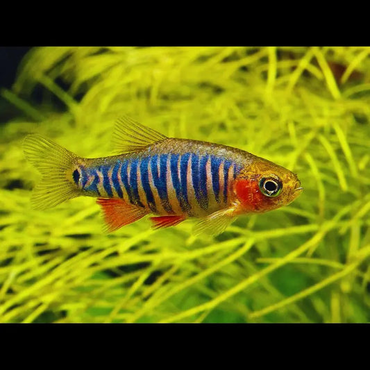 Emerald Dwarf Rasbora -  Erythromicron Dee's Aqualife