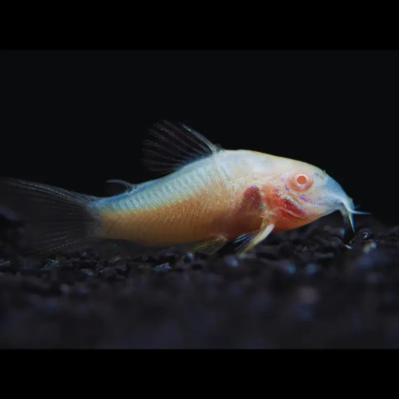 Albino Corydoras Dee's Aqualife
