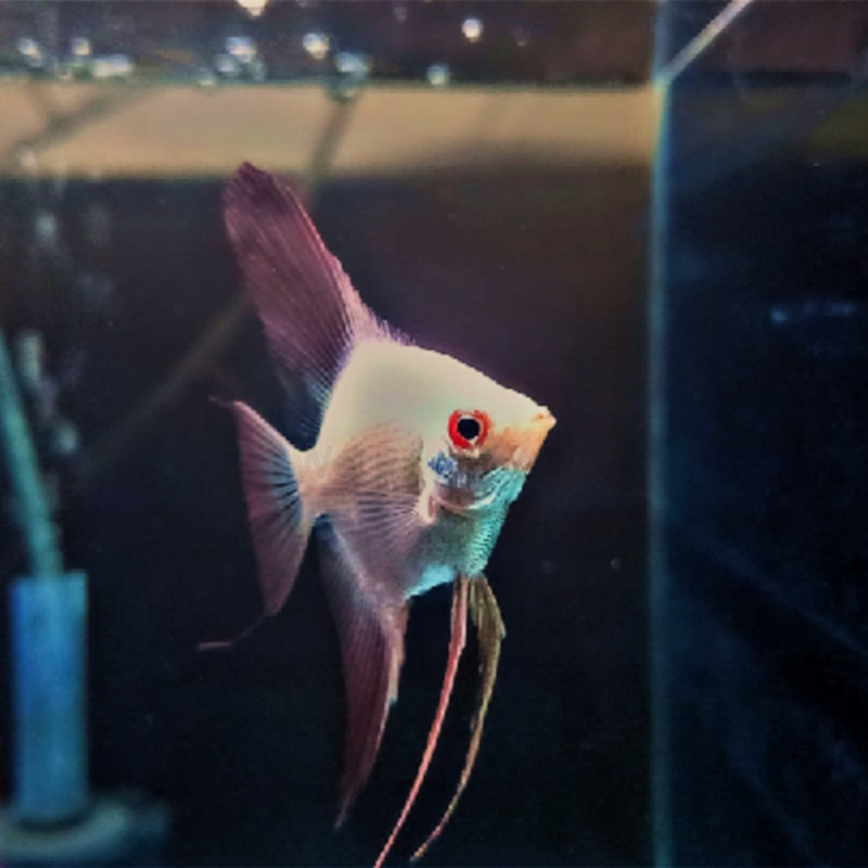 Bulgarian Seal Point Angelfish Dee's Aqualife