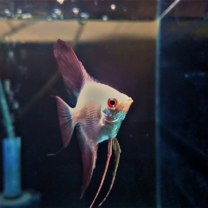 Bulgarian Seal Point Angelfish Dee's Aqualife