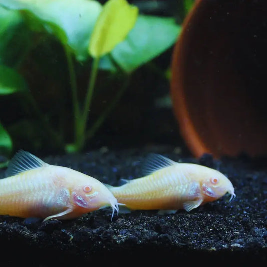 Albino Corydoras Dee's Aqualife