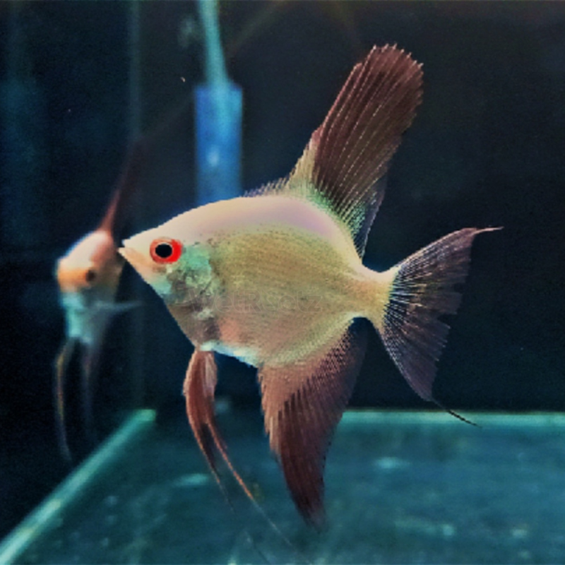 Bulgarian Seal Point Angelfish Dee's Aqualife
