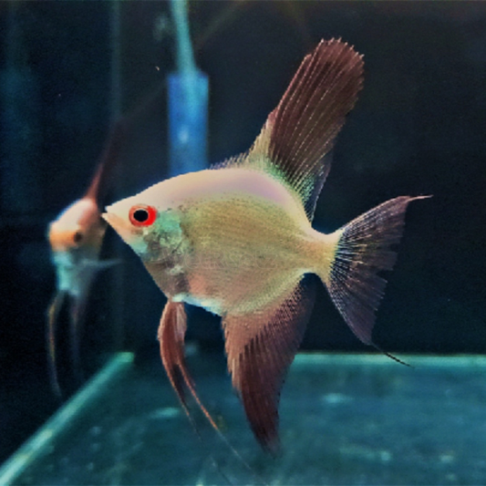 Bulgarian Seal Point Angelfish Dee's Aqualife