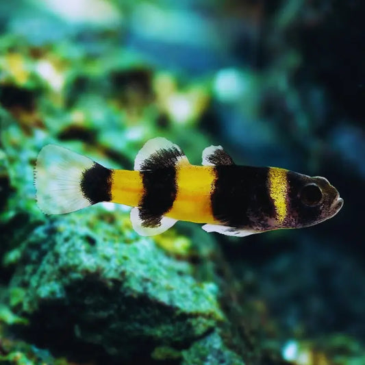 Bumblebee Goby Dee's Aqualife