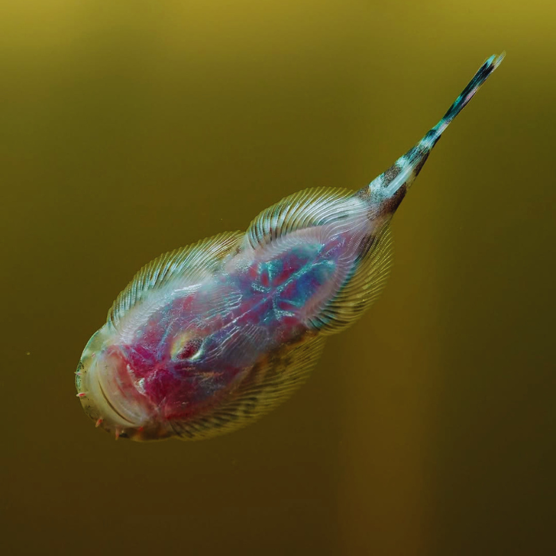 Borneo Sucker Dee's Aqualife