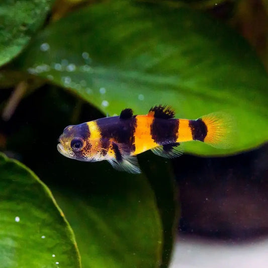 Bumblebee Goby Dee's Aqualife