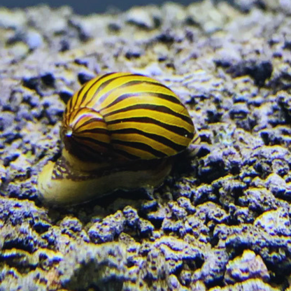 Zebra Nerite Snail Dee's Aqualife