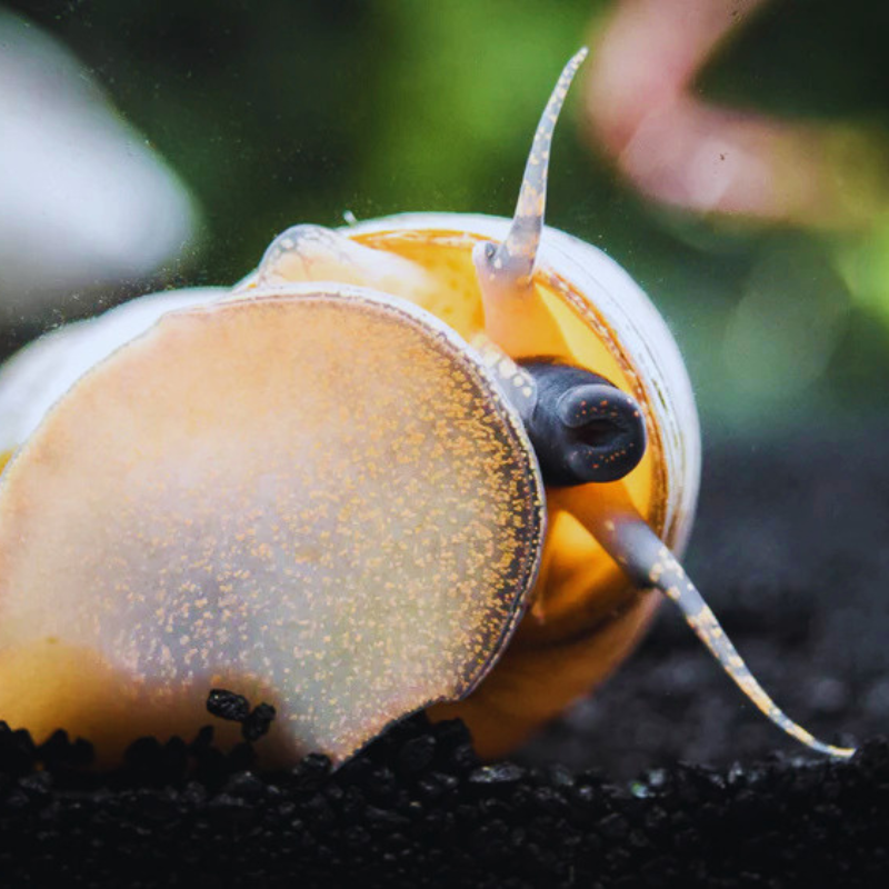 White Wizard Snail Dee's Aqualife
