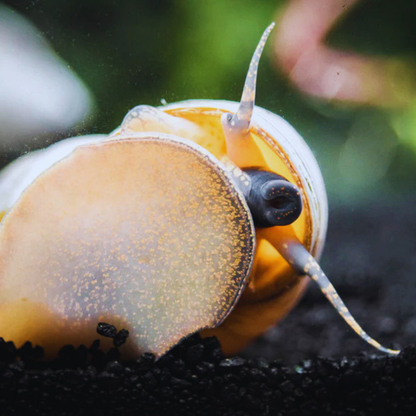 White Wizard Snail Dee's Aqualife