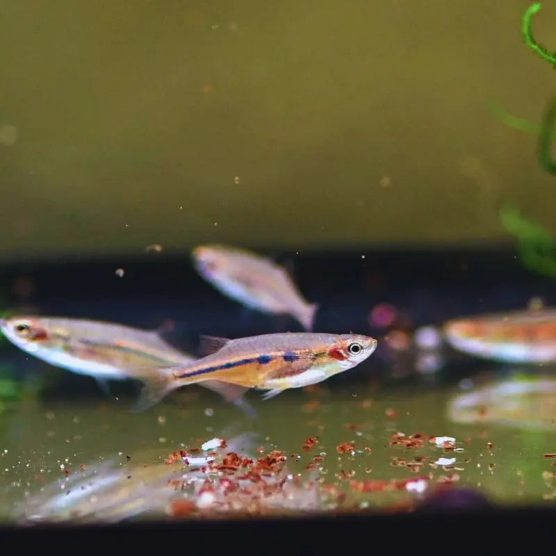 Purple Chela Dee's Aqualife