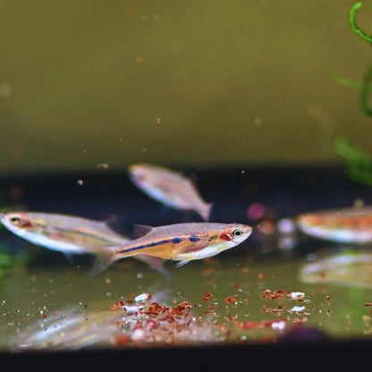 Purple Chela Dee's Aqualife