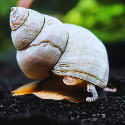 White Wizard Snail Dee's Aqualife
