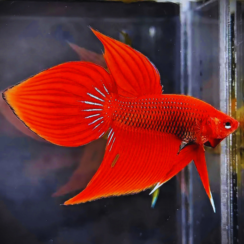 Wild Red Splendens 