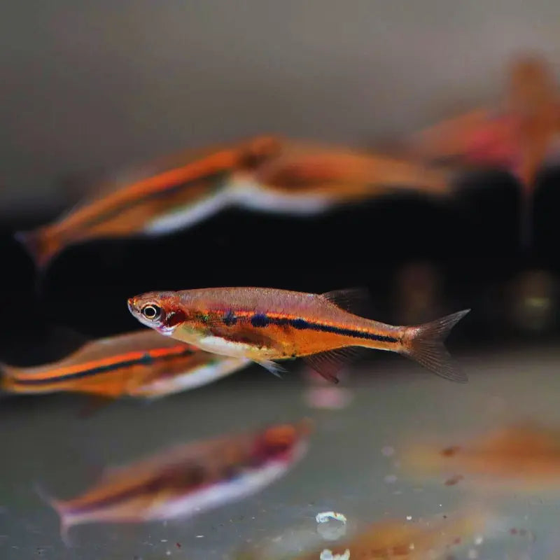 Purple Chela Dee's Aqualife