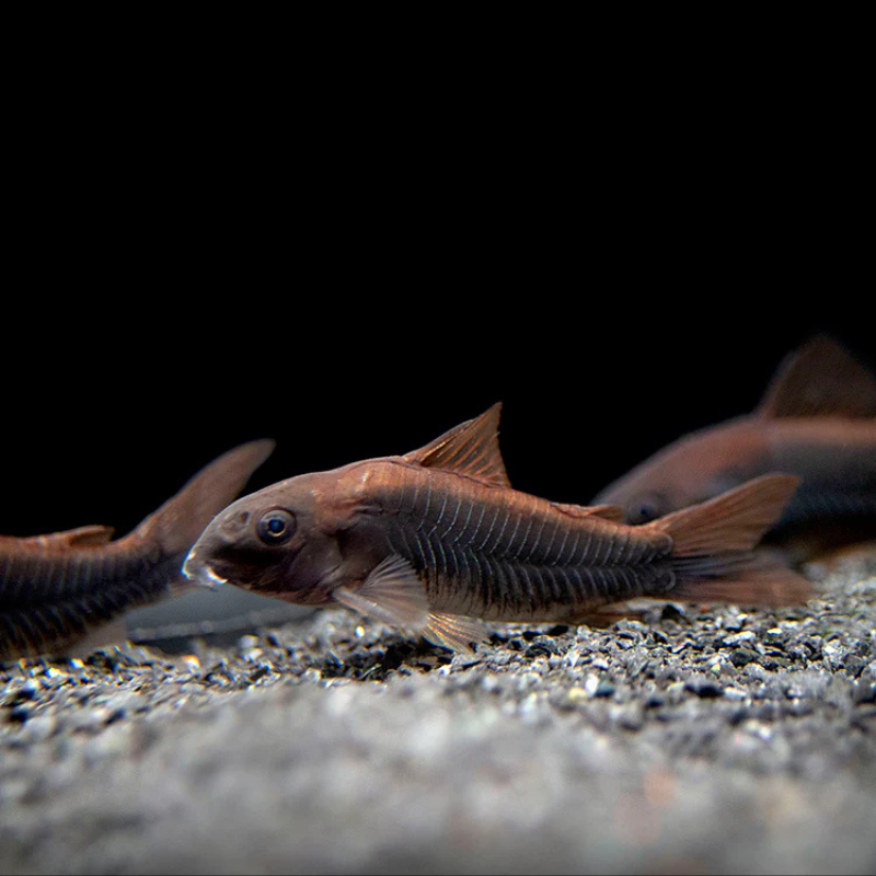 Black Venezuelan Corydoras Dee's Aqualife