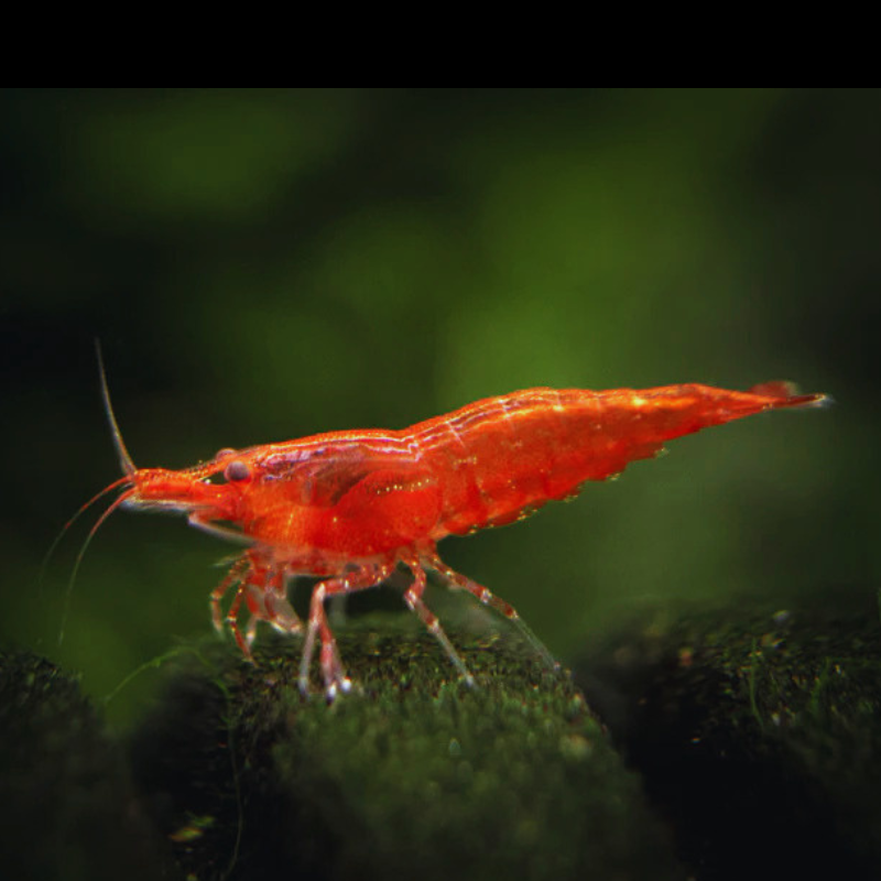 Cherry Red WetRootz