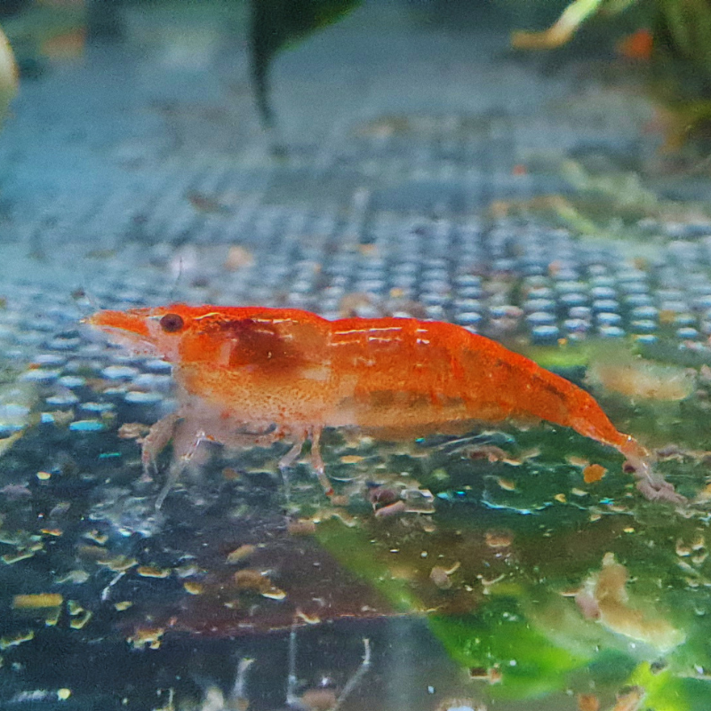 Orange WetRootz
