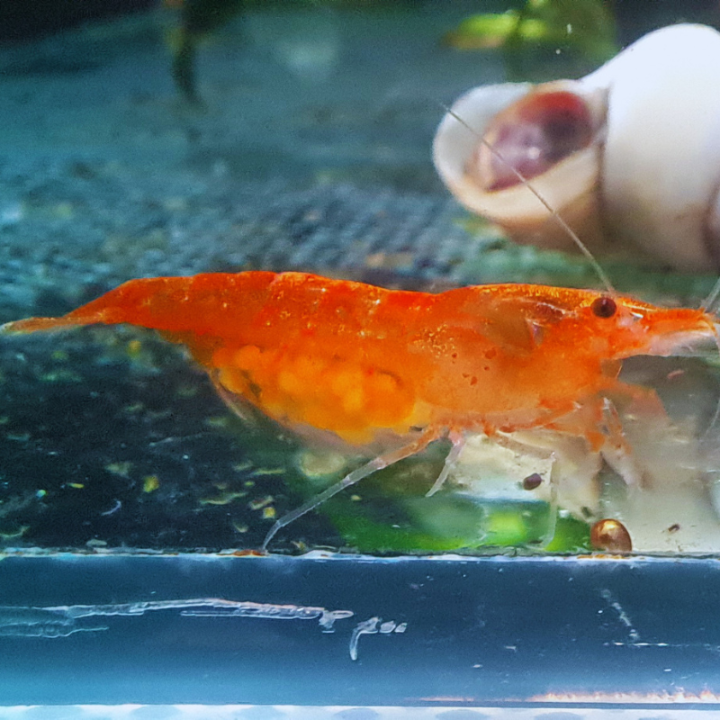 Orange WetRootz