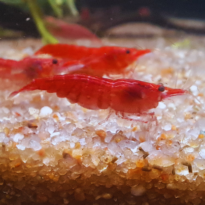 Cherry Red WetRootz