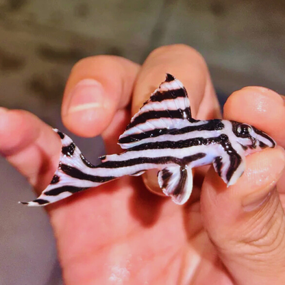 L046 Zebra Pleco