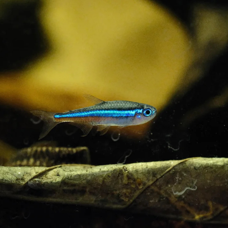 Green Neon Tetra 