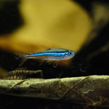 Green Neon Tetra 