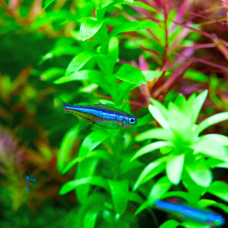 Green neon tetra