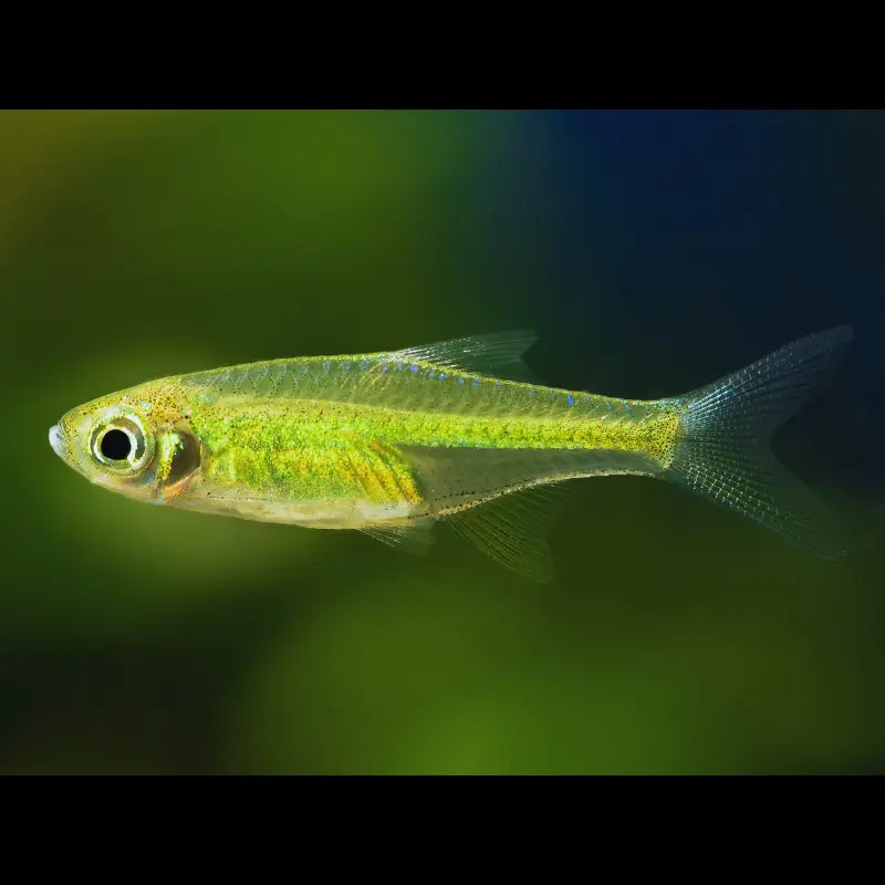 Green Rasbora