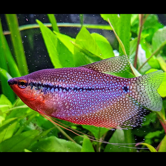 Pearl gourami