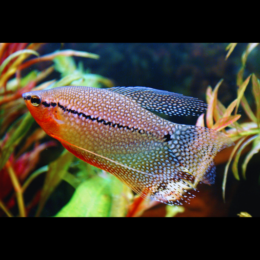 Pearl gourami