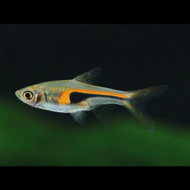 Hengeli rasbora WetRootz