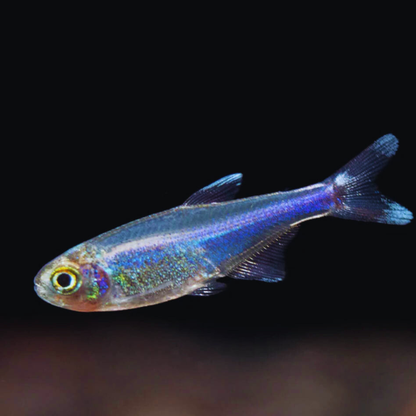 Cochu's blue tetra
