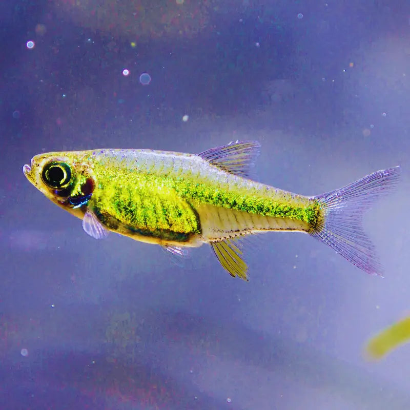 Microdevario kubotai - Green Rasbora 