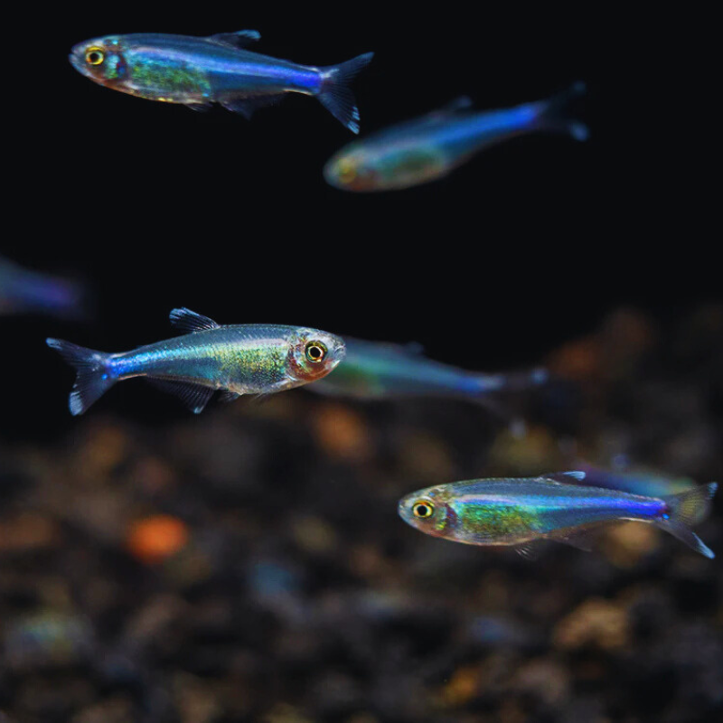 Blue Cochu Tetra