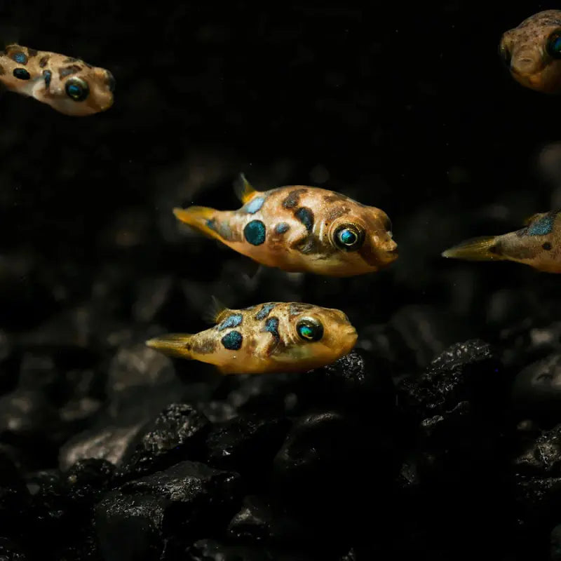 Pea Puffer Dee's Aqualife