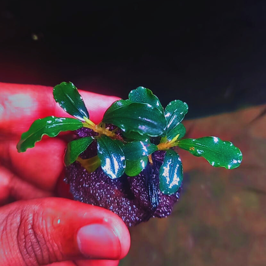Bucephalandra Pygmy