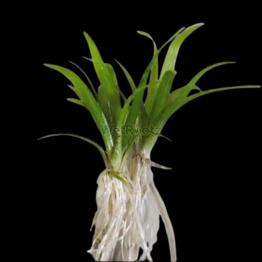 Sagittaria subulata WetRootz