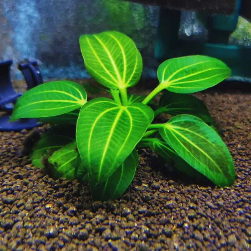 Echinodorus iguazu  2009 ( Rare ) WetRootz