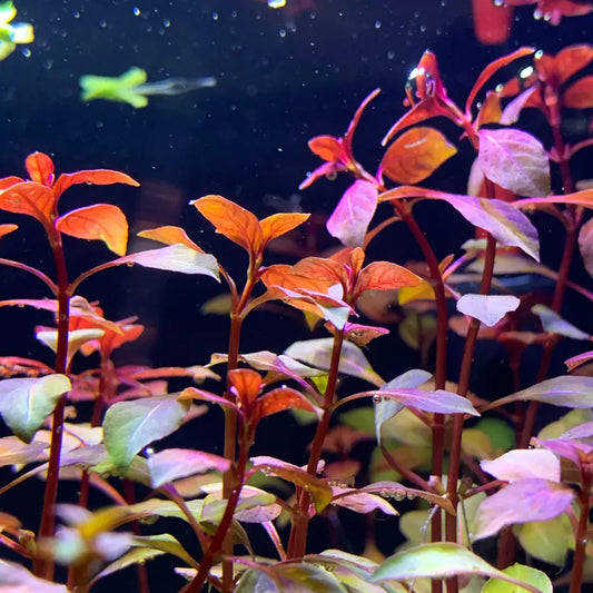 Ludwigia sp Mini Super Red WetRootz