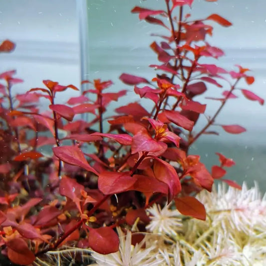 Ludwigia sp Mini Super Red WetRootz