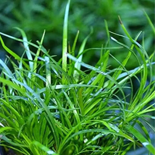 Juncus repens WetRootz
