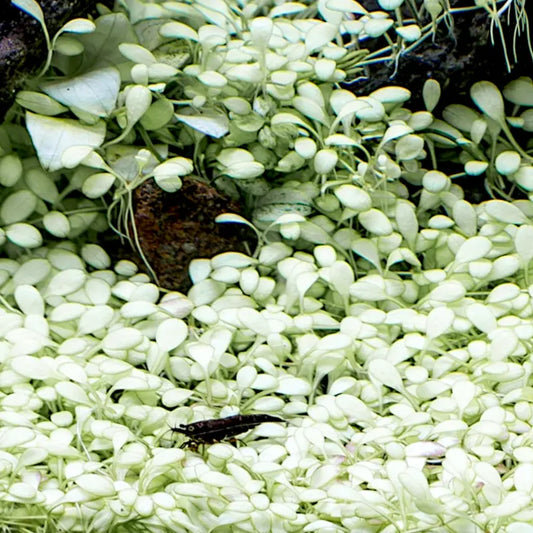 Glossostigma elatinoides 'Platinum' WetRootz