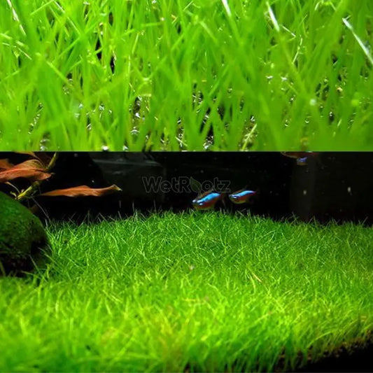 Elocharis parvula WetRootz