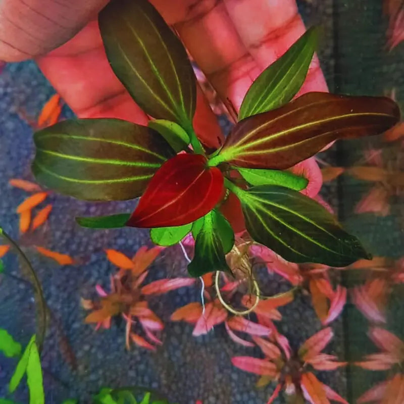 Echinodorus Iguazu Red  ( Rare ) WetRootz